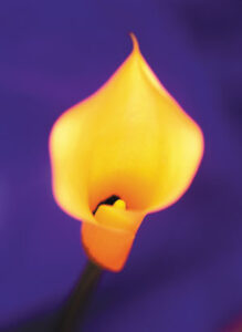 Pesticide-Free Flowers Image
